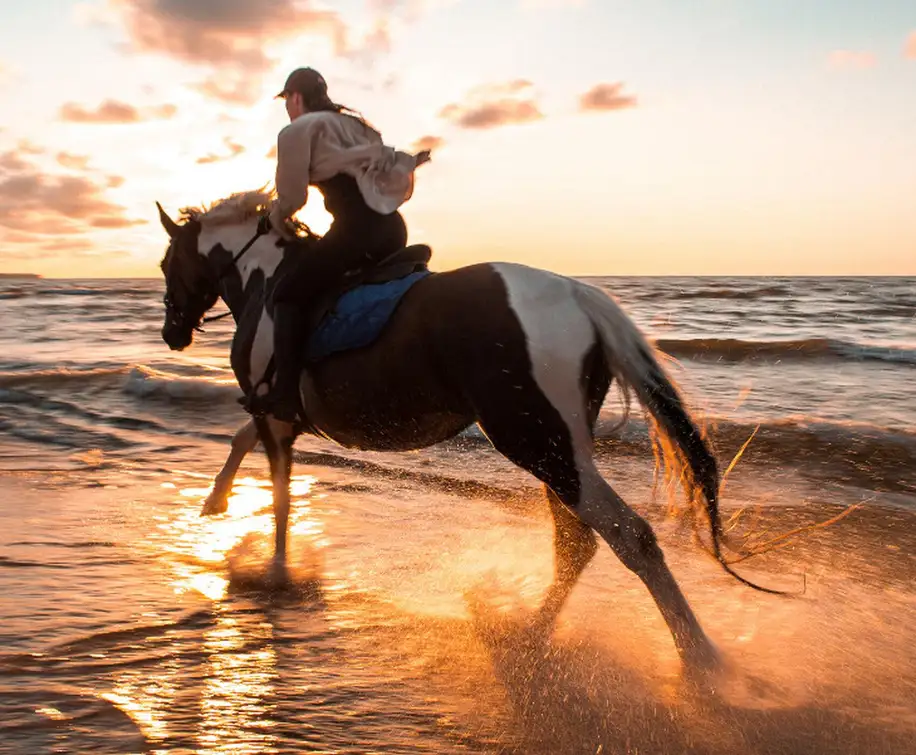 Antalya/Belek: Horseback Riding Through Sandy Forest & Beach