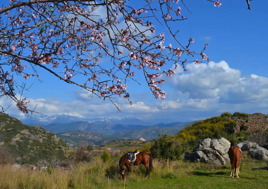 Alanya: Horseback Ride Through Nature near Syedra Ruins 3