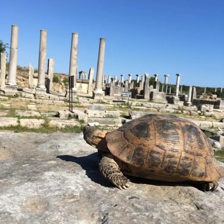 Antalya: Perge Ancient City Tour 5