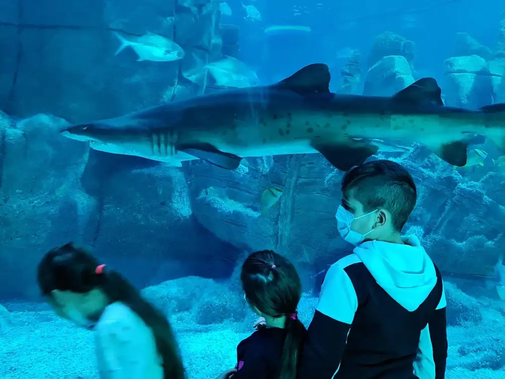 Istanbul: Aquarium Ticket and Round Trip Shuttle from Taksim 1