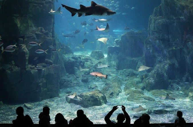 Istanbul Aquarium and Shopping Tour with Hotel Transfers